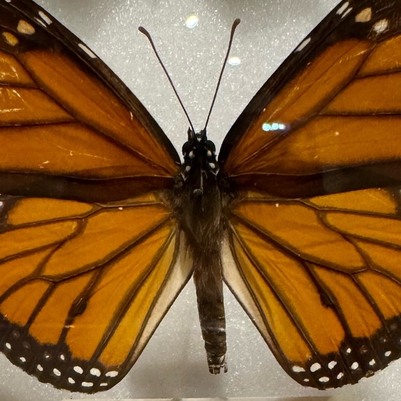 Meet your Posher, Faride - Picture 1 of 1